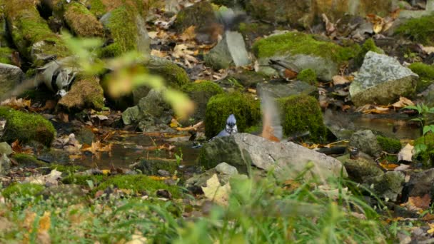 Temps de bain occupé dans la nature comme un geai bleu et de nombreux robins éclaboussure 