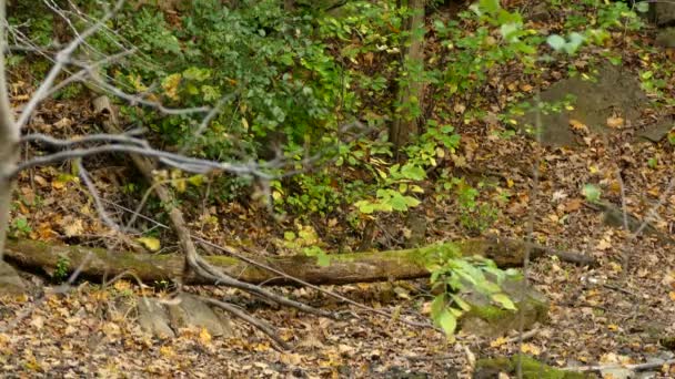 雀鸟在天然采石场的前缘快速拍击翅膀 — 图库视频影像