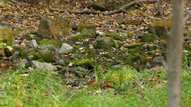 Ten American Robin Birds Going Back Forth Forest Bath — Stock Video