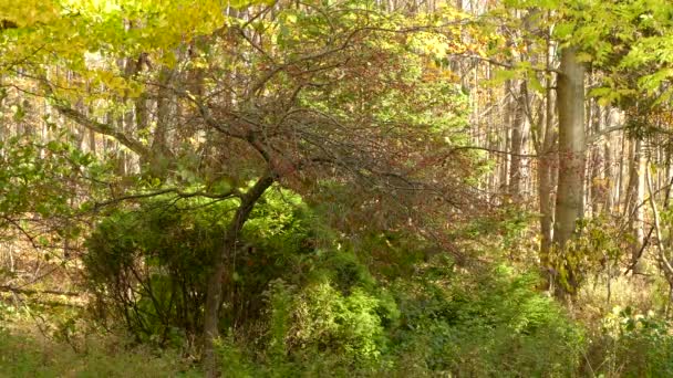 Blue Jay Bird Flies Robins Take Flowery Bush Fall — Stock Video