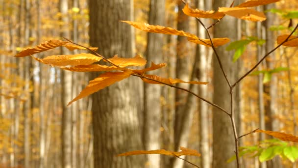 完璧な光で秋のシーズン中にカナダの森の中で葉を打つ — ストック動画