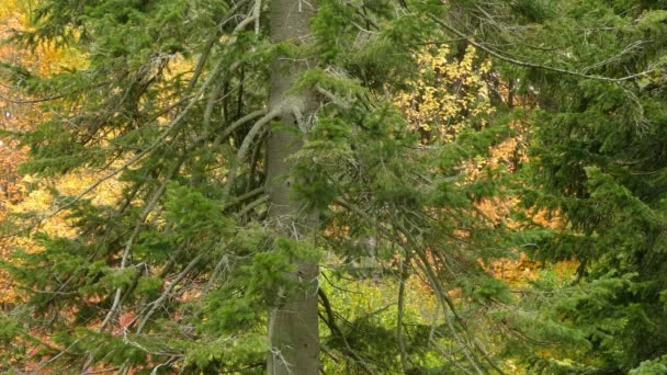 Superschnelle Winzige Königsvogel Hüpfen Innerhalb Kiefer Bunten Herbst Einstellung — Stockvideo