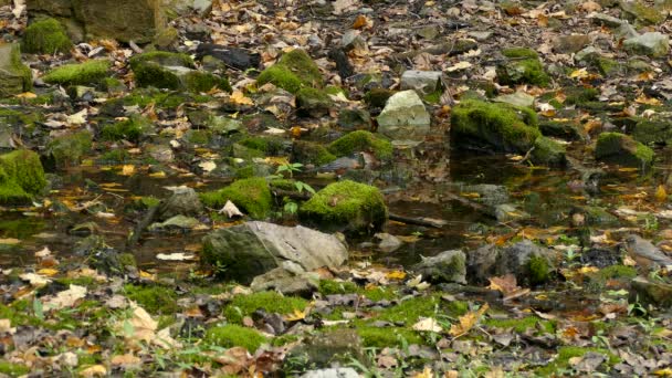 Sharp Detallada Tiro Petirrojos Tomando Baño Naturaleza Canadá — Vídeos de Stock