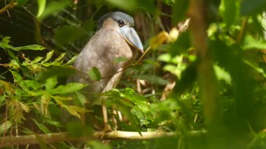 Panama 'da balıkçı teknesi doğanın dalında duruyor.