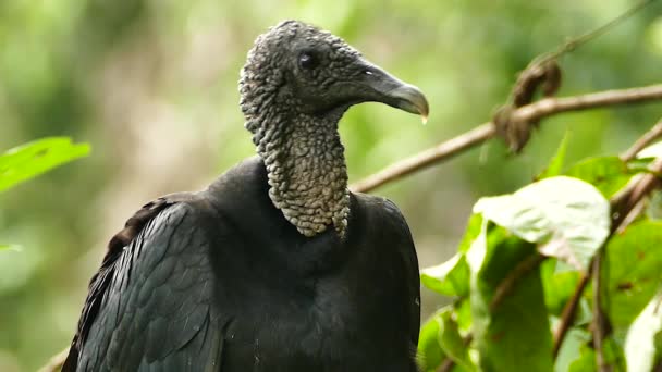Macro Closeup Shot Black Vulture Turning Jungle — Stock Video