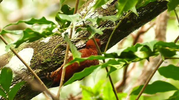Panama Daki Güzel Tarçınlı Ağaçkakan Kuşu Ağaçta Sürünüyor — Stok video