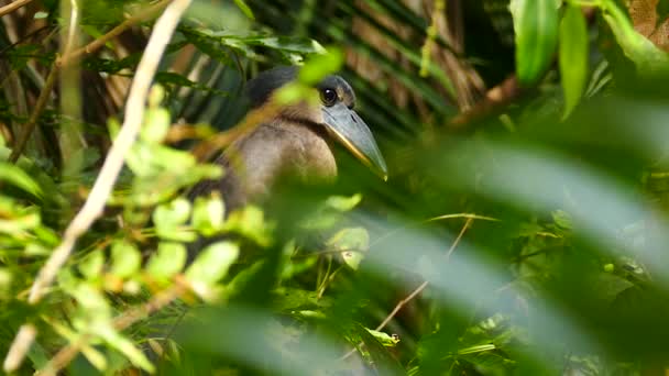 Heron Penagih Perahu Eksotis Yang Bertengger Menunggu Hutan Panama Liar — Stok Video