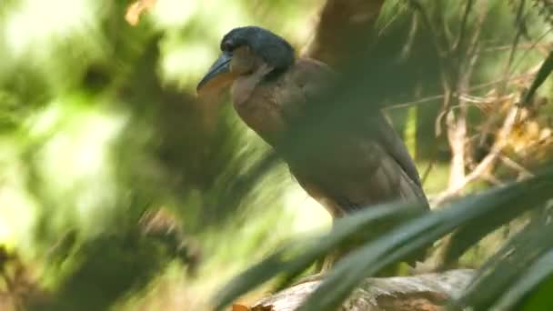 Boat Billed Heron Shaking Feathers Hiding Leaves — Stock Video