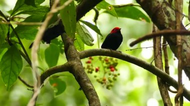 Meyvelerle beslenmek için uçan kırmızı başlıklı manakin 'in çarpıcı görüntüsü.