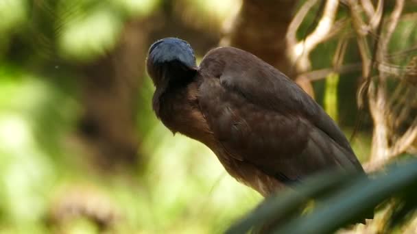 Beautiful Boat Billed Heron Perched Large Broken Tree Trunk — Stock Video