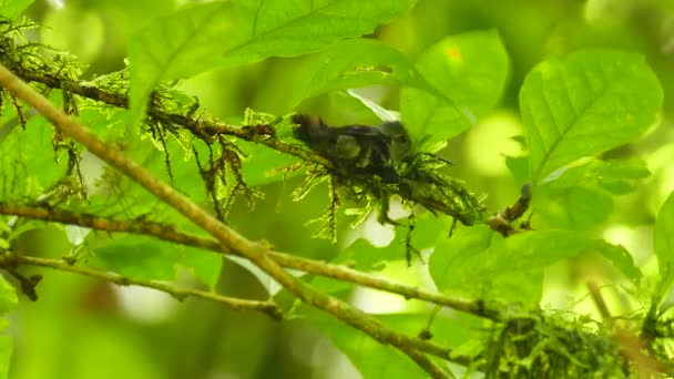 Kolibrie Bereidt Takken Mos Voor Jungle Nestelen — Stockvideo