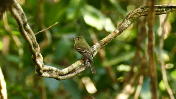 Tropikal Ormanda Peşinde Uçan Sinek Avcısı Kuşun Keskin Görüntüsü — Stok video