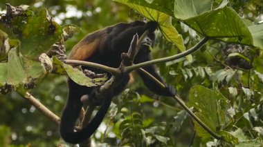 Maymun tropikal ağacın tepesine tünemiş ve büyük bir yaprak yiyormuş.
