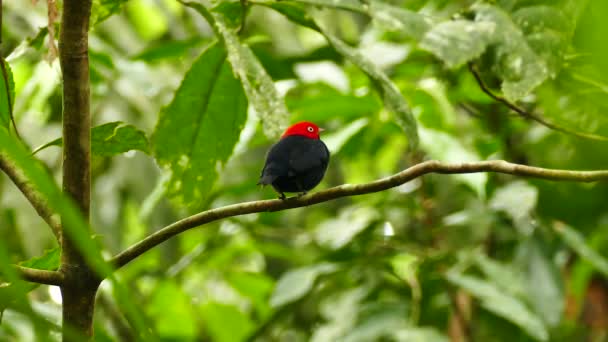 Extended Shot Red Capped Manakin Perched Twisting 180 — Stok Video