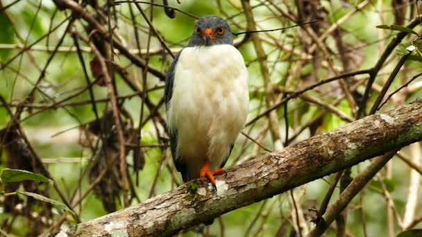 Faucon Semi Plumbeous Serré Tir Moyen Perché Panama — Video