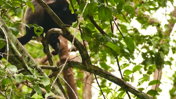 Ostrý Záběr Ječící Opice Větvi Rozmazaným Pozadím — Stock video
