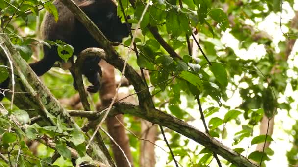 Coup Aigu Singe Hurleur Sur Branche Avec Arrière Plan Flou — Video