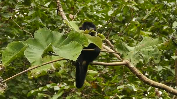 Mantled Μαϊμού Howler Στον Παναμά Σίτιση Φύλλα Ενώ Κάθεται — Αρχείο Βίντεο