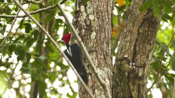 Crimson Crested Woodpecker Panama Hops Flies Away — Stock Video