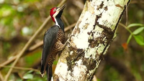 Disparo Agudo Pájaro Carpintero Sorprendentemente Hermoso Girando Cabeza — Vídeos de Stock