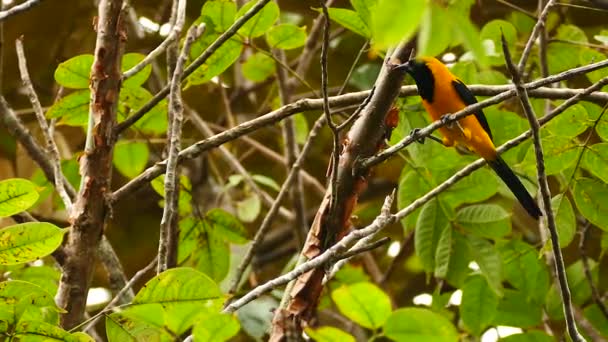 Golpeante Pájaro Color Naranja Alimentándose Buscando Bajo Corteza — Vídeos de Stock