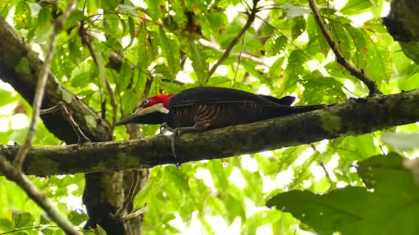 Grand pic panaméen espèce picorant sur la branche de l'arbre - HD 