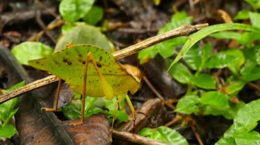 Orman zemininde yaprak gibi davranan kamufle olmuş böcek