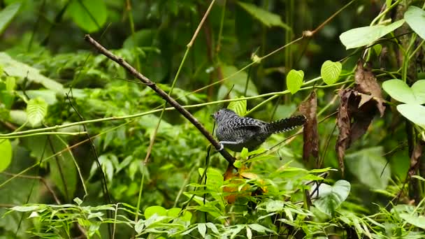 Fascierade Antshrike Slående Fågel Sång Och Rör Sig Snabbt — Stockvideo