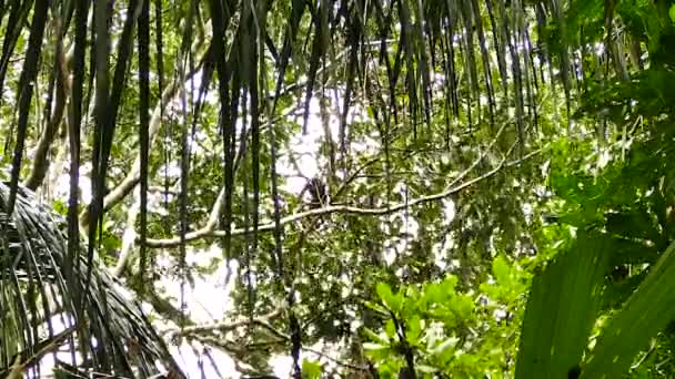 Maymunlar Ormanın Yüksek Dallarından Çok Daha Alçak Dallarına Atlarlar — Stok video