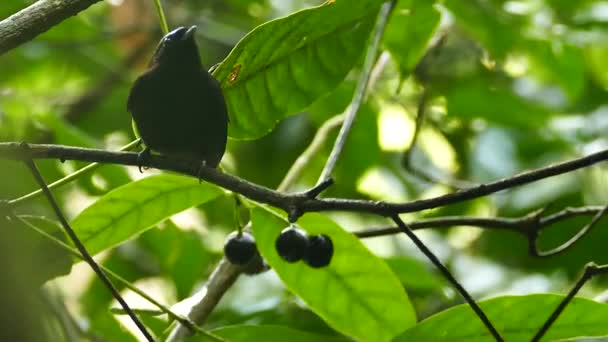 Manakin Bleu Couronné Volant Rapidement Avant Arrière Pour Nourrir Fruits — Video