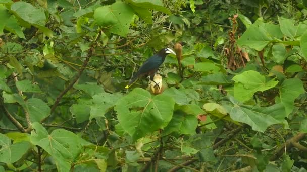 Crested Oropendola Etetés Egy Fehér Virág Miközben Ült Rajta — Stock videók