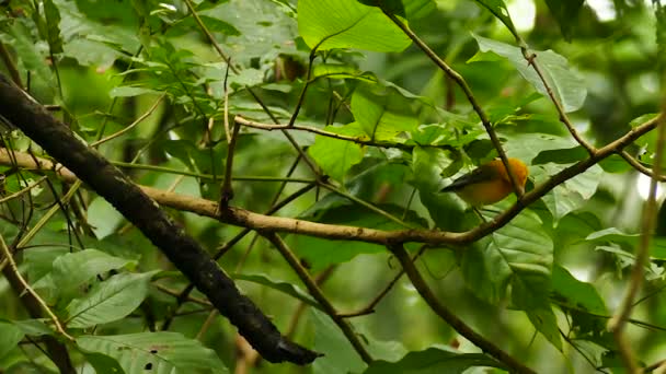 Prachtig Gekleurde Warbler Springt Weg Panama Jungle — Stockvideo