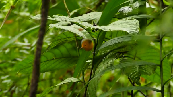 Paruline Orangée Envolant Dans Forêt Humide Luxuriante Panama — Video