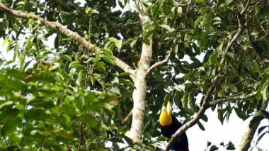 Yüzlerce karınca yaprakları taşıyan bir ağaca tırmanan bir tukan.