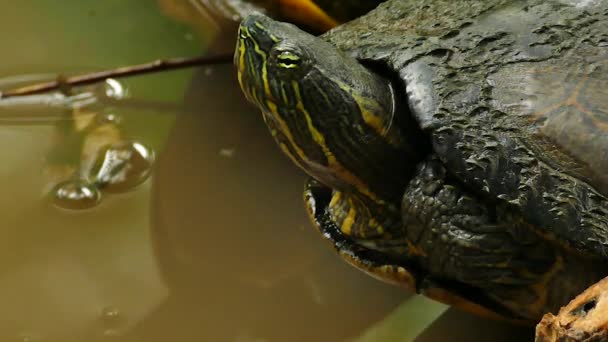 Makro Strzał Żółwia Przynosząc Głowę Następnie Zewnątrz Nad Wodą — Wideo stockowe