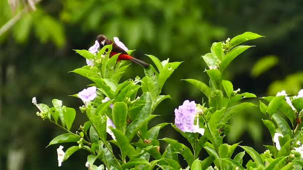 巴拿马的红色靠背制革机 栖息在开花灌木的顶部 — 图库视频影像