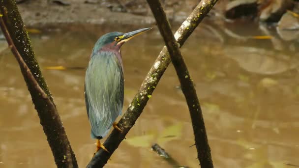 Green Heron Stands Branch Rain Forest Swamp Water — Stock Video
