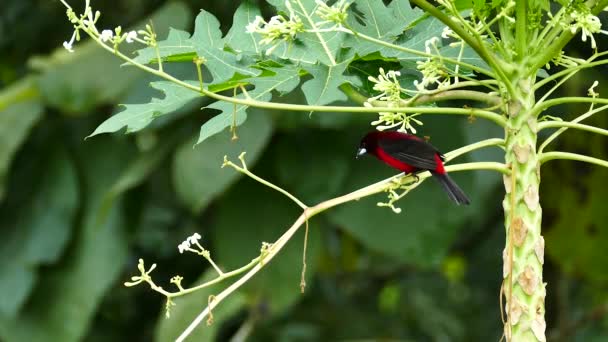 Crimson Gesteund Tanager Vreemde Tropische Plant Panama — Stockvideo