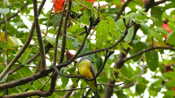 Pájaro Exótico Con Plumaje Amarillo Levanta Naranjo — Vídeos de Stock