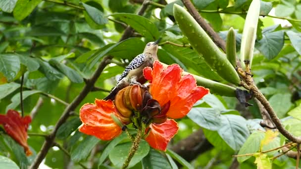 Alimentación Aves Beber Una Taza Grande Formada Por Flores — Vídeo de stock