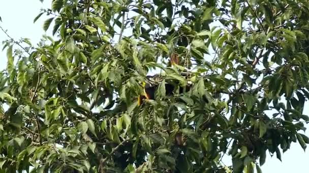 Kastanj Mandible Toucan Upp Panamaträd Del — Stockvideo