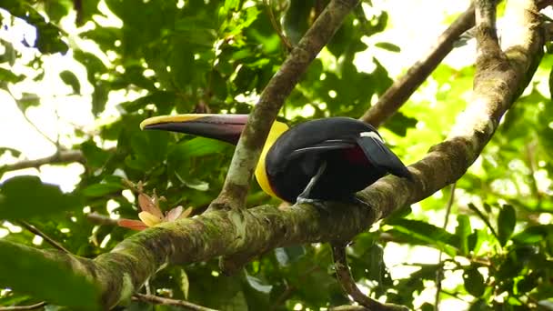 Beautiful Exotic Toucan Bird Flying Away High Tropical Tree — Stock Video