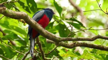 Kırmızı göğüslü güzel trogon kuşu 180 derece dönüyor.