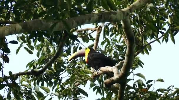 Toucan déplacer grand bec à vitesse constante et observer autour - HD 