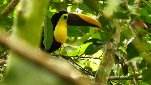 Gros Plan Châtaignier Mandibé Toucan Manger Des Baies Avec Facture — Video