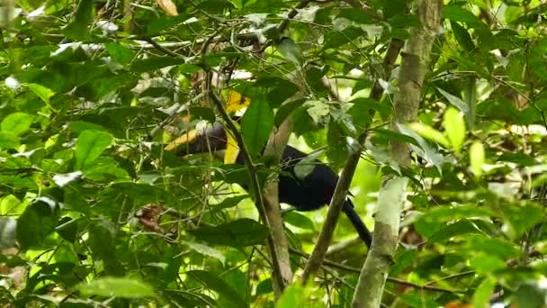 Tropiska Toucan Fågel Gömmer Sig Bakom Täta Djungelblad Panama — Stockvideo