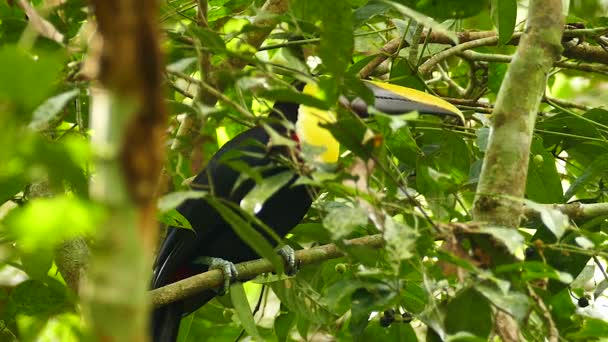 巴拿马美丽的异国情调的游客把头埋在树叶后面 — 图库视频影像