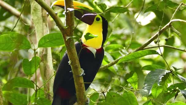 Slående Toucan Med Lila Och Gult Näbb Hoppar Upp Och — Stockvideo