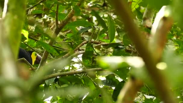 Kaštany Mandibled Toucan Hopping Krmení Stromě — Stock video