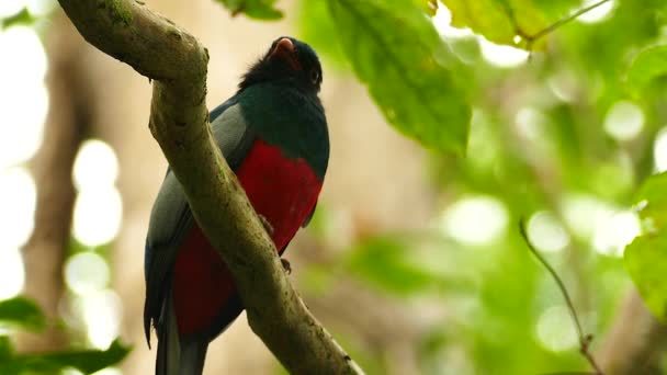 Σιλουέτα Τροπικού Πουλιού Σκαρφαλωμένη Στη Φωτεινή Ζούγκλα — Αρχείο Βίντεο